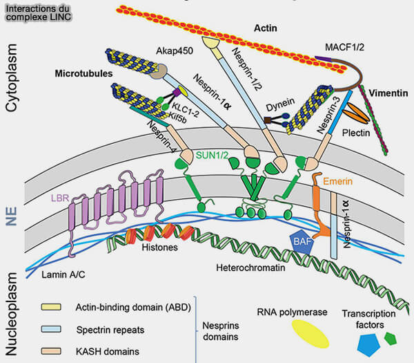 Interactions du complexe LINC