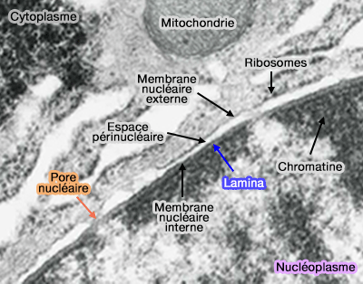 Membrane nucléaire et lamina