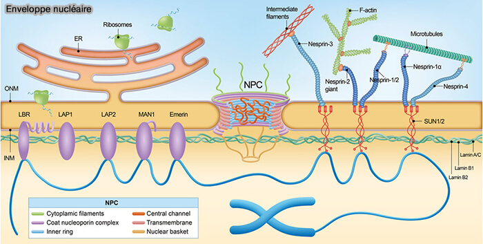 Enveloppe nucléaire