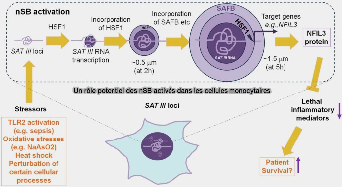 Un rôle potentiel des nSB activés dans les cellules monocytaires