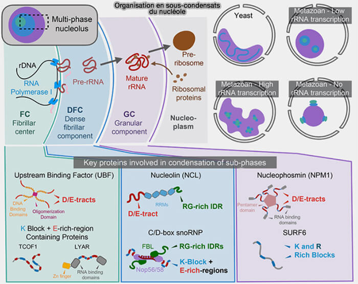 Organisation en sous-condensats du nucléole