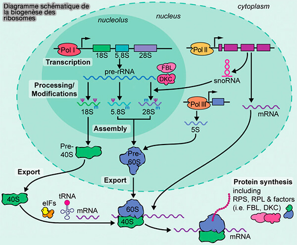Diagramme schématique de la biogenèse ribosomique