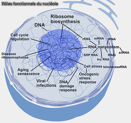 Principaux corps nucléaires