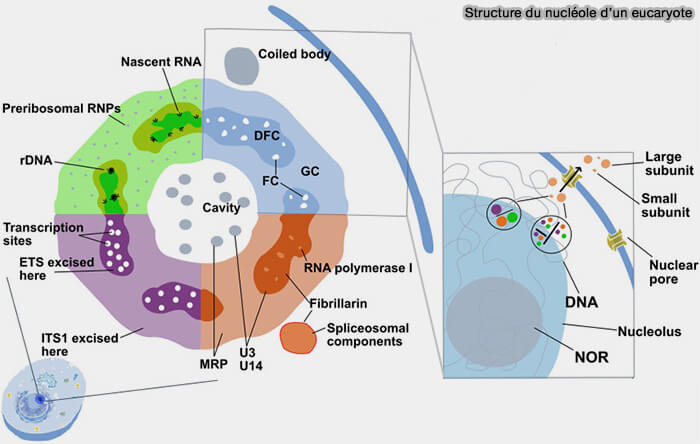 Structure du nucléole d'un eucaryote