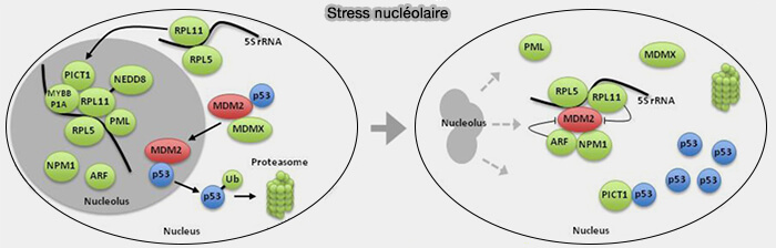Stress nucléolaire