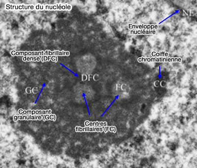 Structure du nucléole