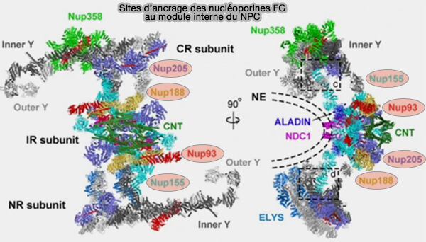 Sites d’ancrage des nucléoporines FG au module interne du NPC