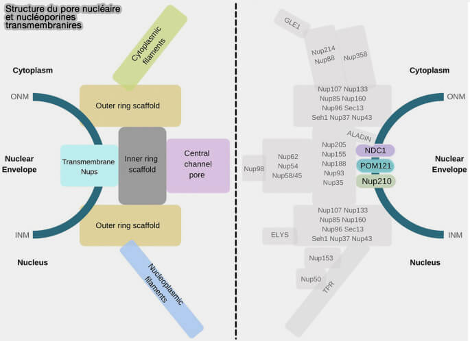 Structure de la charpente du pore nucléaire de X. laevis