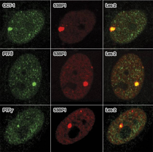 Domaines OPT et 53BP1