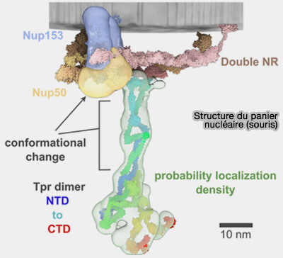 Structure du panier nucléaire
