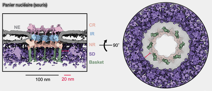 Panier nucléaire de la souris