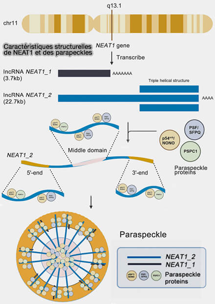 Différentes fonctions des protéines DBHS