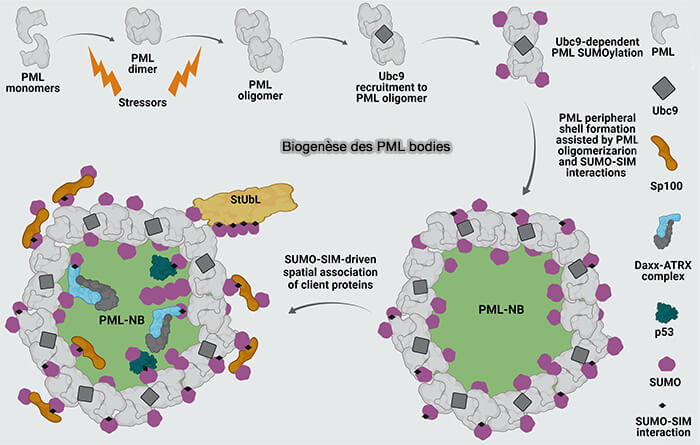 Biogenèse des PML bodies