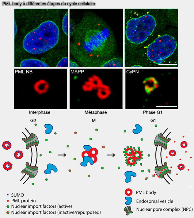 PML body à différentes étapes du cycle cellulaire