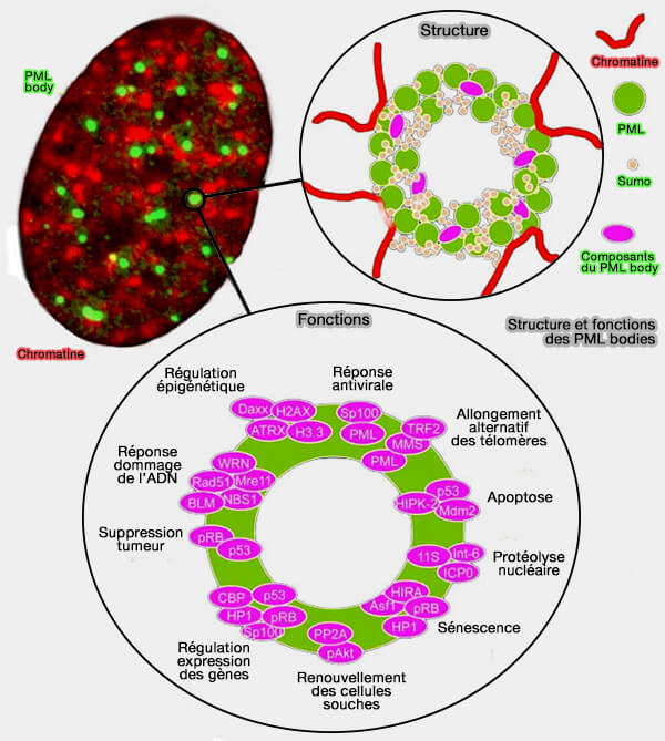 Structure et fonctions des PML bodies