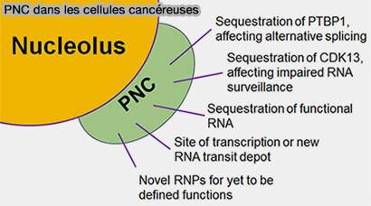 PNC dans les cellules cancéreuses