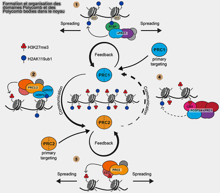 Formation et organisation des domaines Polycomb et des Polycomb bodies dans le noyau