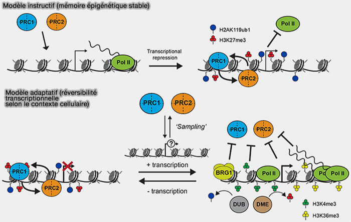 Modèles instructif et adaptatif