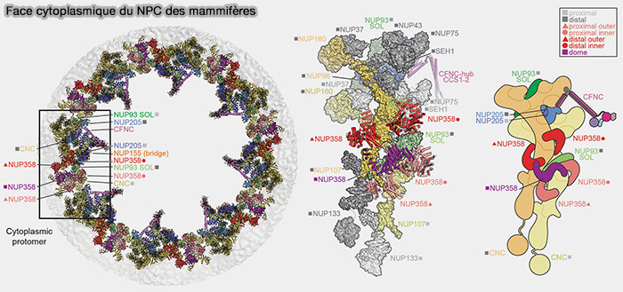 Face cytoplasmique du pore