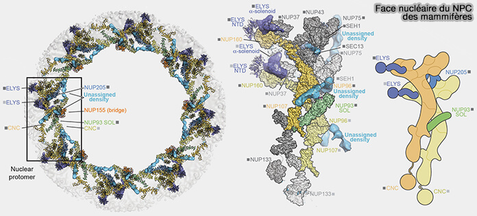 Face nucléaire du pore