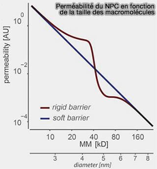 Perméabilité du pore