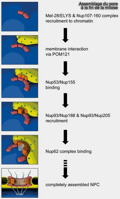 Modèle d’import et d’export des protéines nucléaires