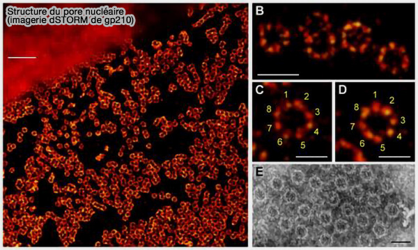 Structure du pore nucléaire (imagerie dSTORM de gp210)
