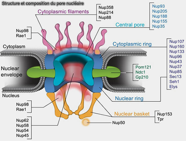 Structure et composition du pore nucléaire