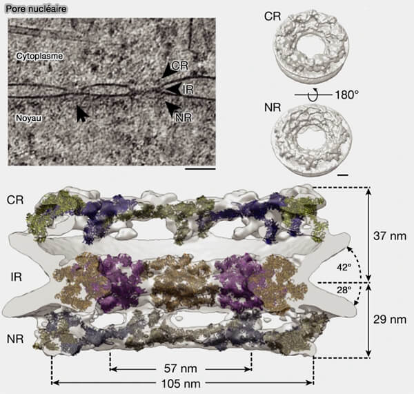 Structure du pore nucléaire