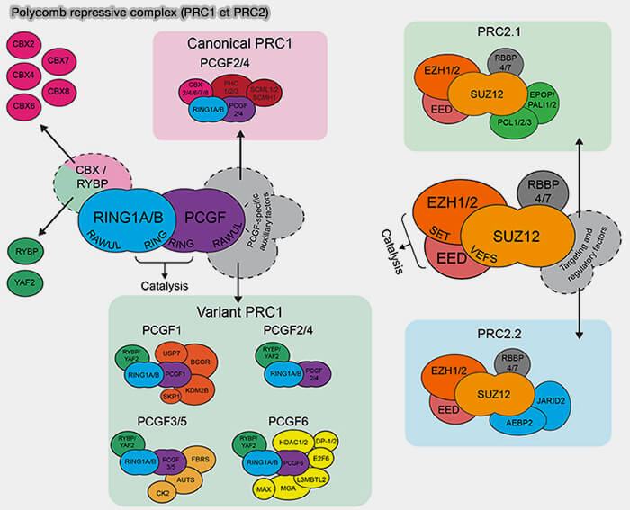 Composition des complexes PRC1 et PRC2