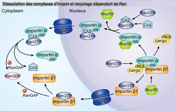 Dissociation des complexes d’import et recyclage dépendant de Ran