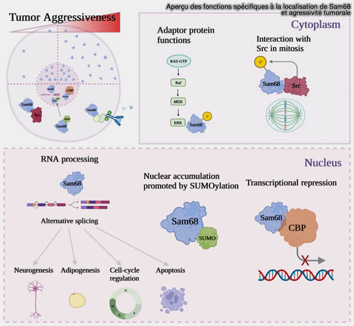 Aperçu des fonctions
spécifiques à la localisation
de Sam68 et agressivité
 tumorale