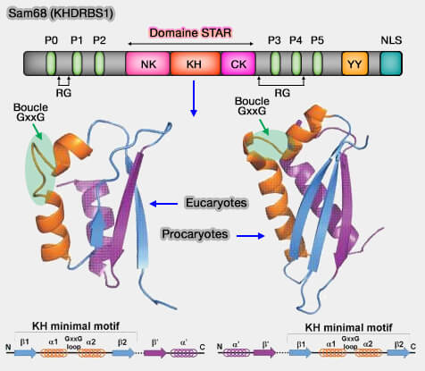 Sam68 (KHDRBS1) et domaines KH