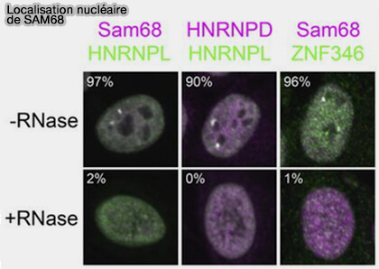 Localisation de Sam68