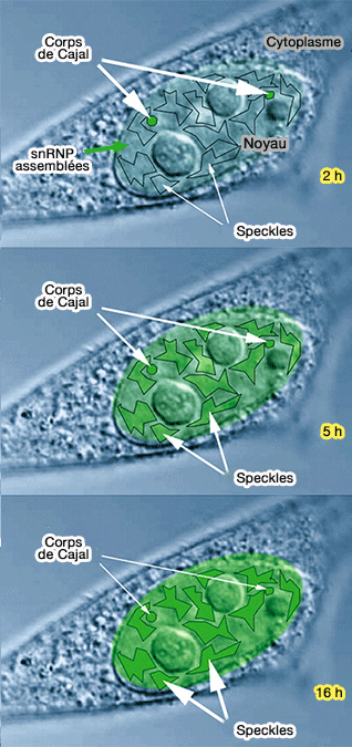 snRNP et trafic dans les corps nucléaires