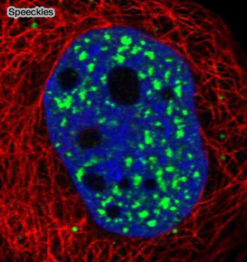 Différentes fonctions des protéines DBHS