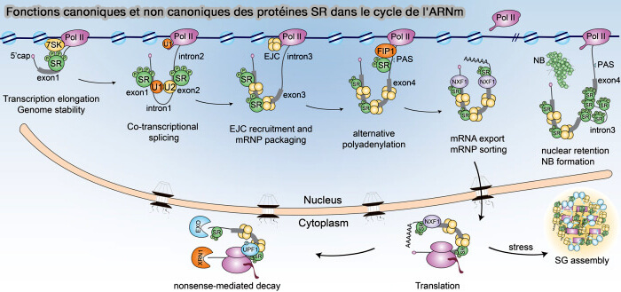 Fonctions canoniques et non canoniques des protéines SR dans le cycle de l'ARNm