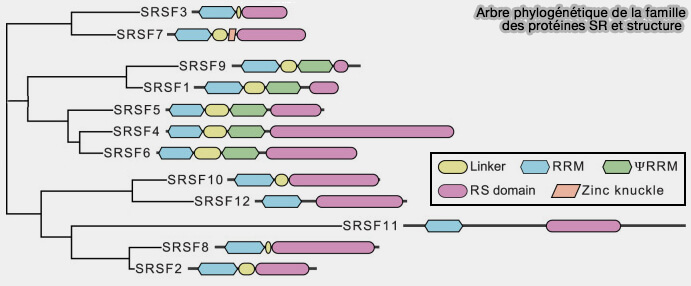 Arbre phylogénétique de la famille des protéines SR et structure 