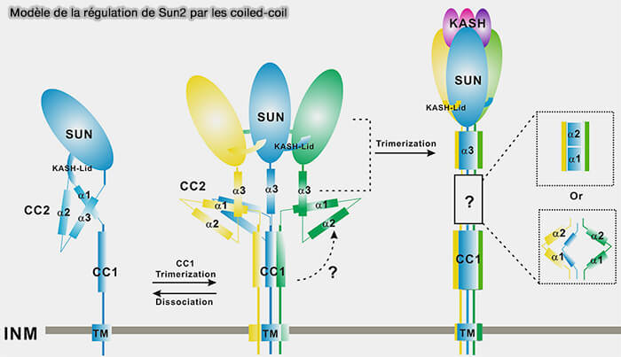 Modèle de la régulation de Sun2 par les coiled-coil