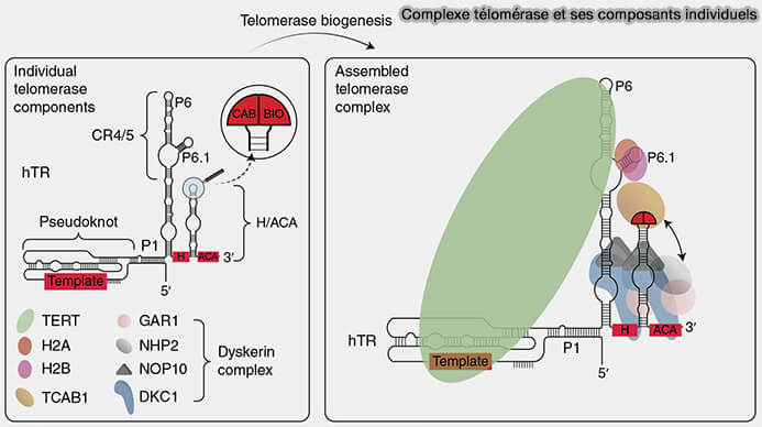 Complexe télomérase