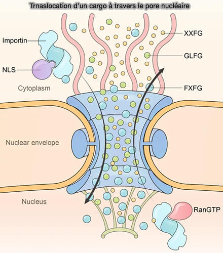 Translocation d'un cargo à travers le pore nucléaire