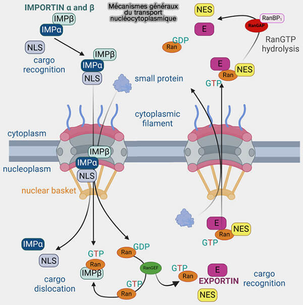 Mécanismes généraux du transport nucléocytoplasmique
