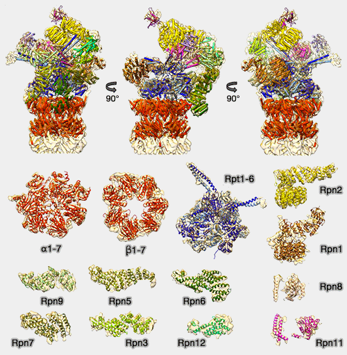 Protéasome 26S et ses sous-unités