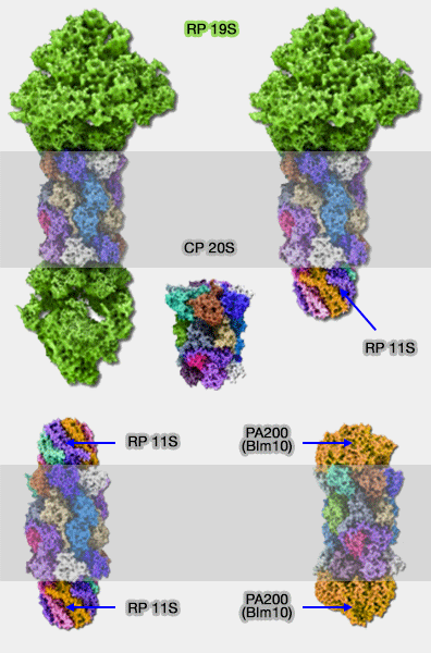 Différents protéasomes