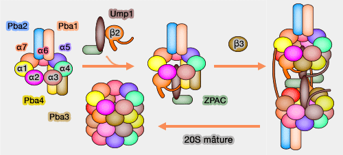 ZPAC et assemblage du protéasome lors de la MBT