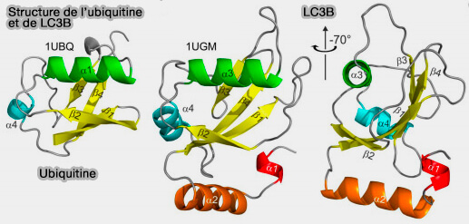 Structure de l'ubiquitine et de LC3B