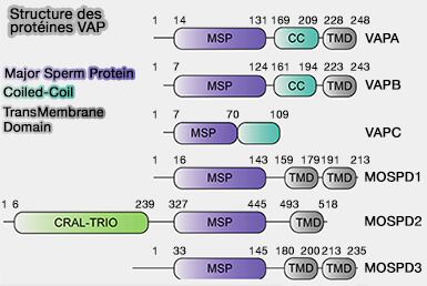 Structure des protéines VAP