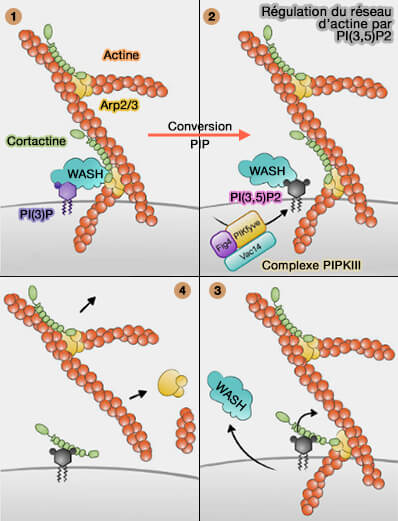 Régulation du réseau d’actine par PI(3,5)P2