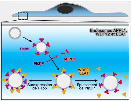 Endosomes APPL1, WDFY2 et EEA1
