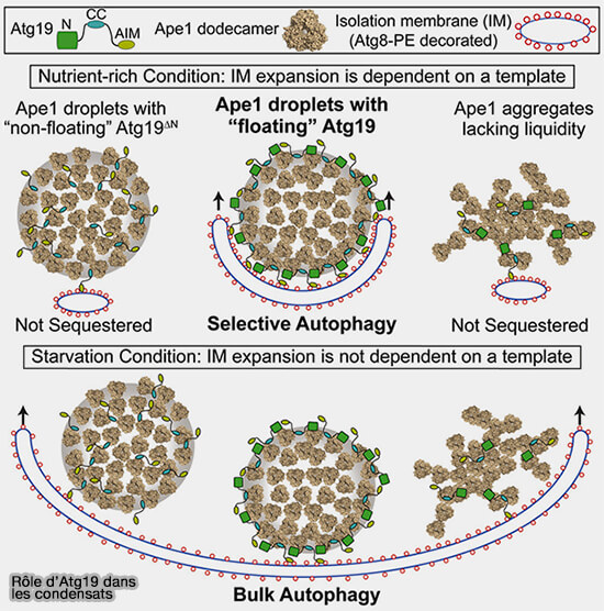 LLPS et formation du PAS